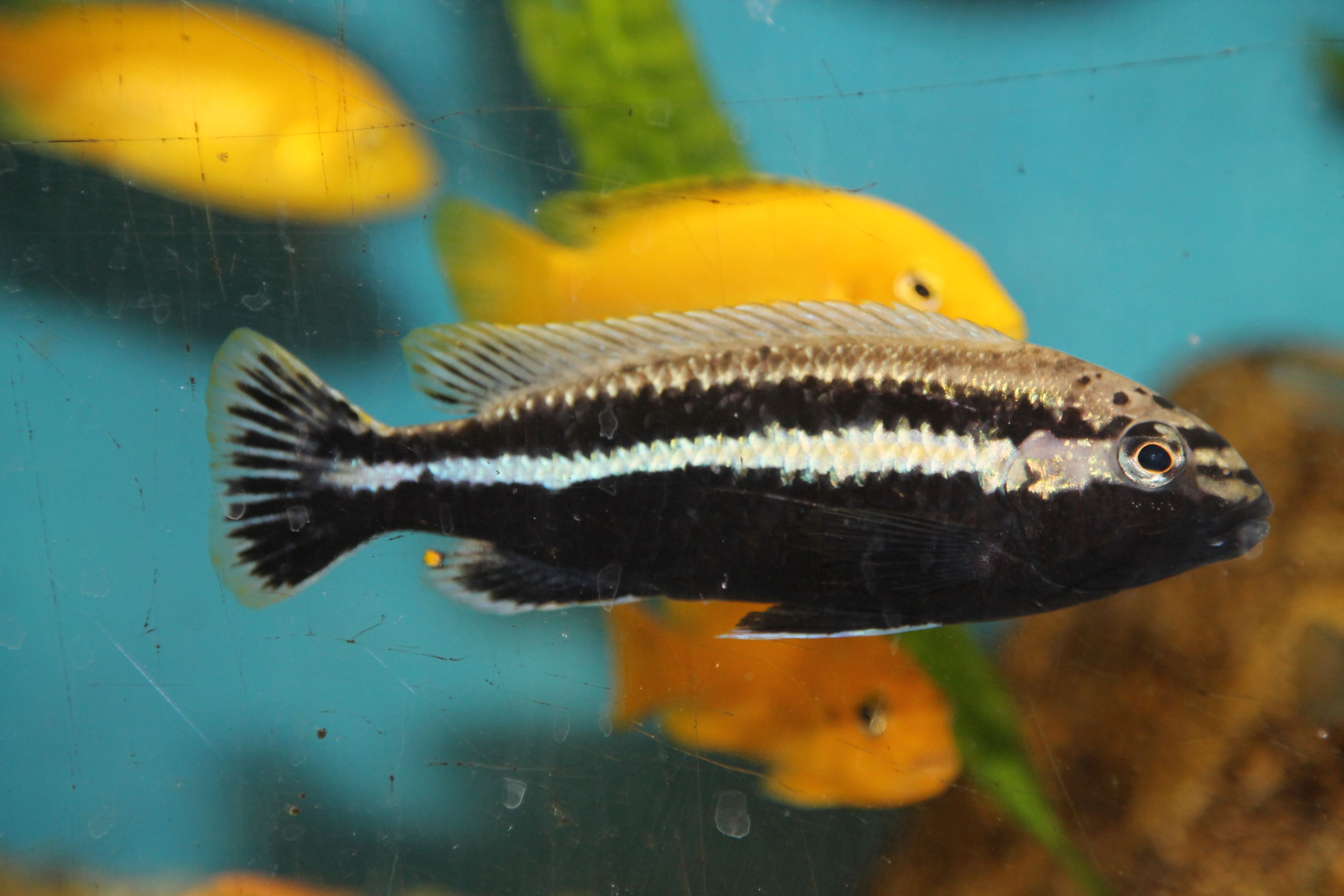 Malawis in Berlin Melanochromis